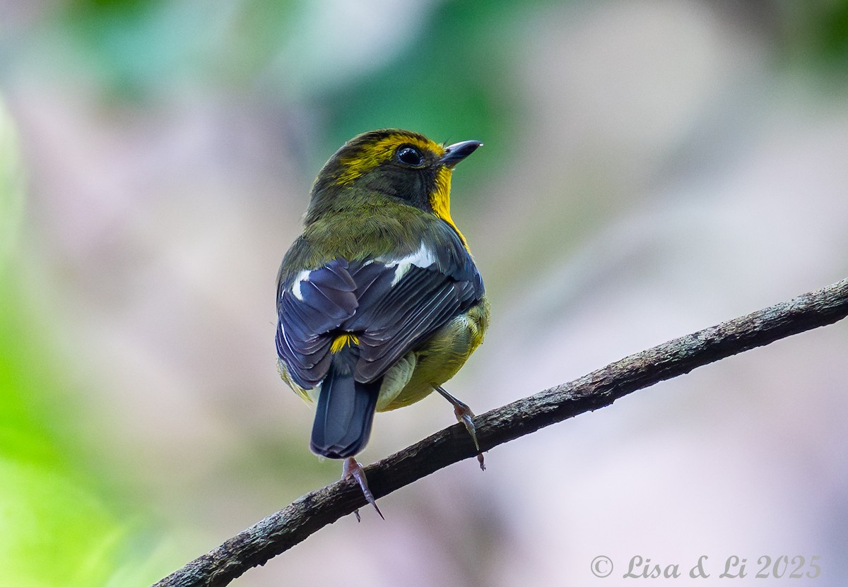Ryukyu Flycatcher - ML637227339