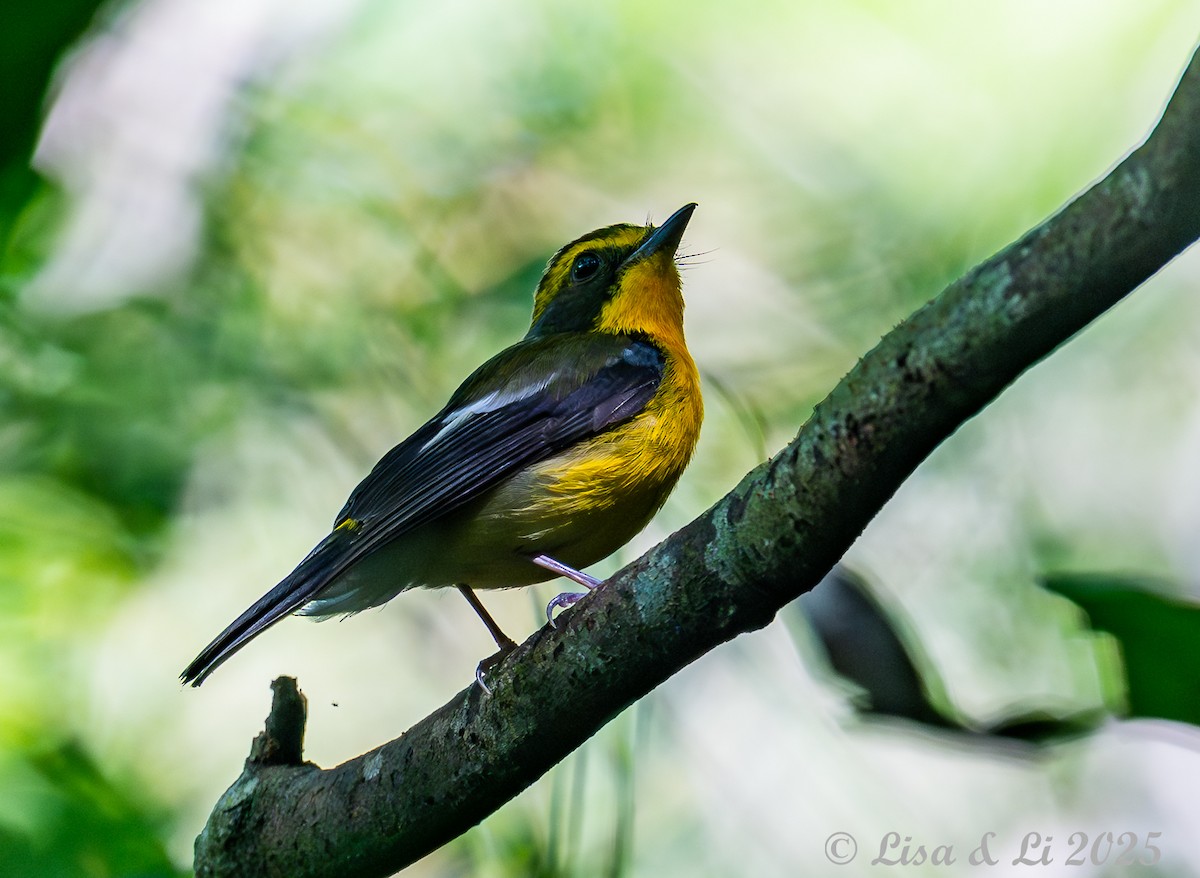 Ryukyu Flycatcher - ML637227340