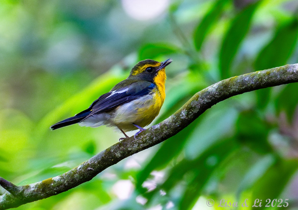 Ryukyu Flycatcher - ML637227341