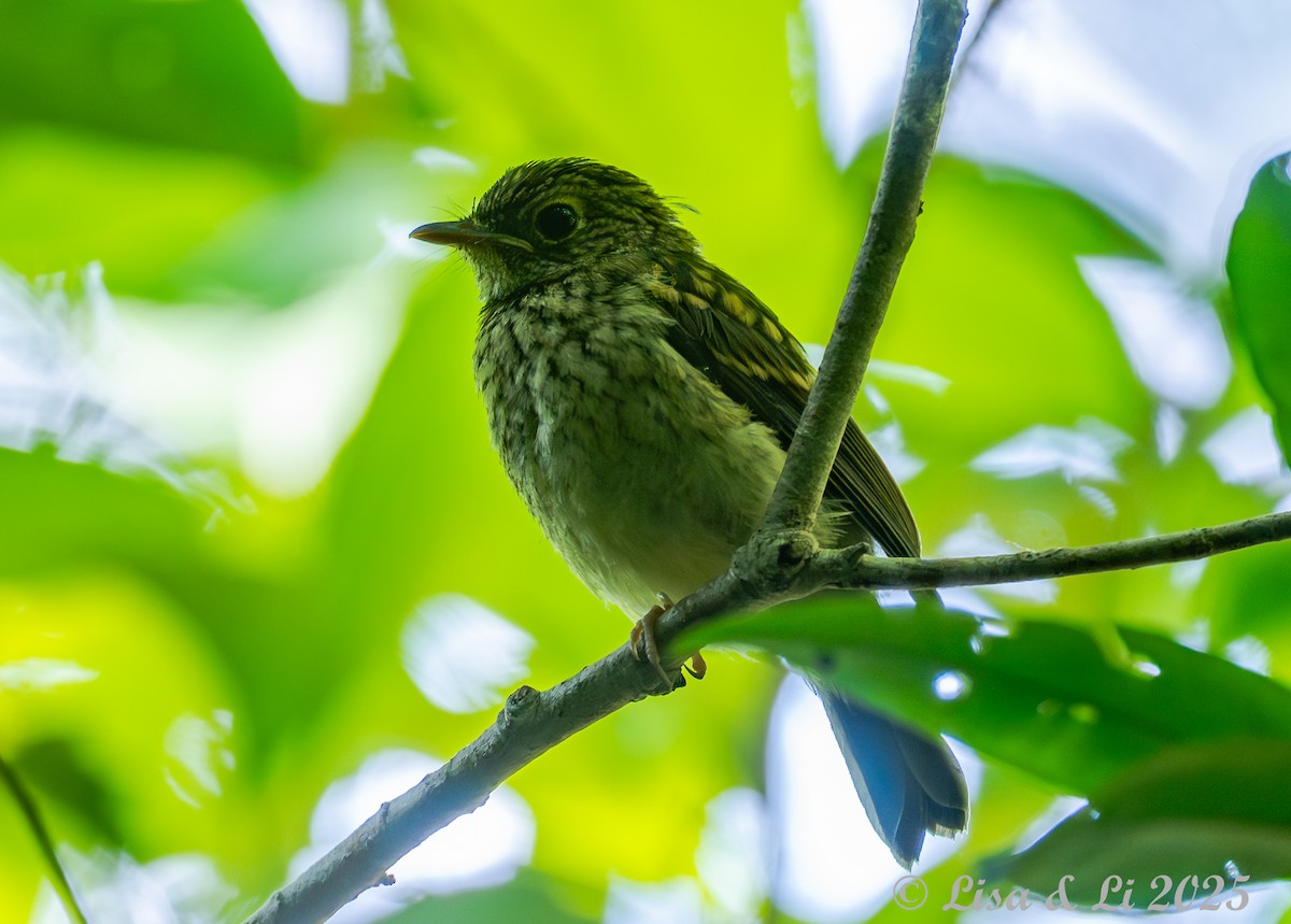 Ryukyu Flycatcher - ML637227342