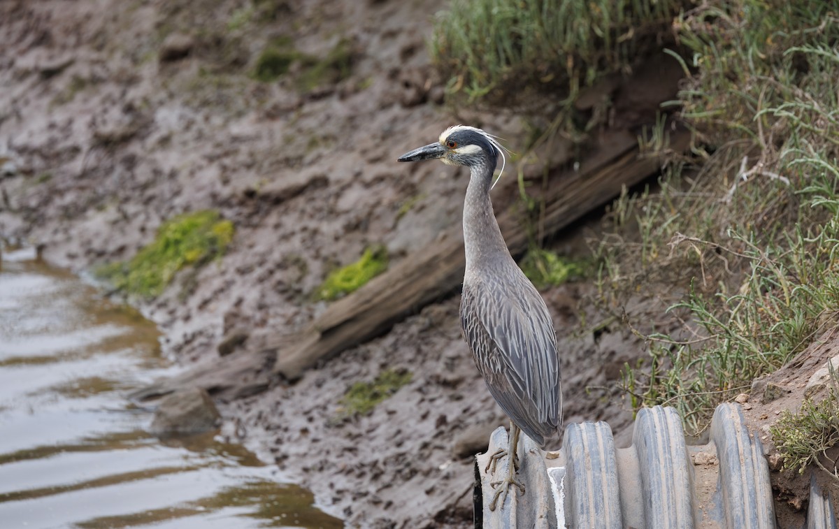 Yellow-crowned Night Heron - ML637227373