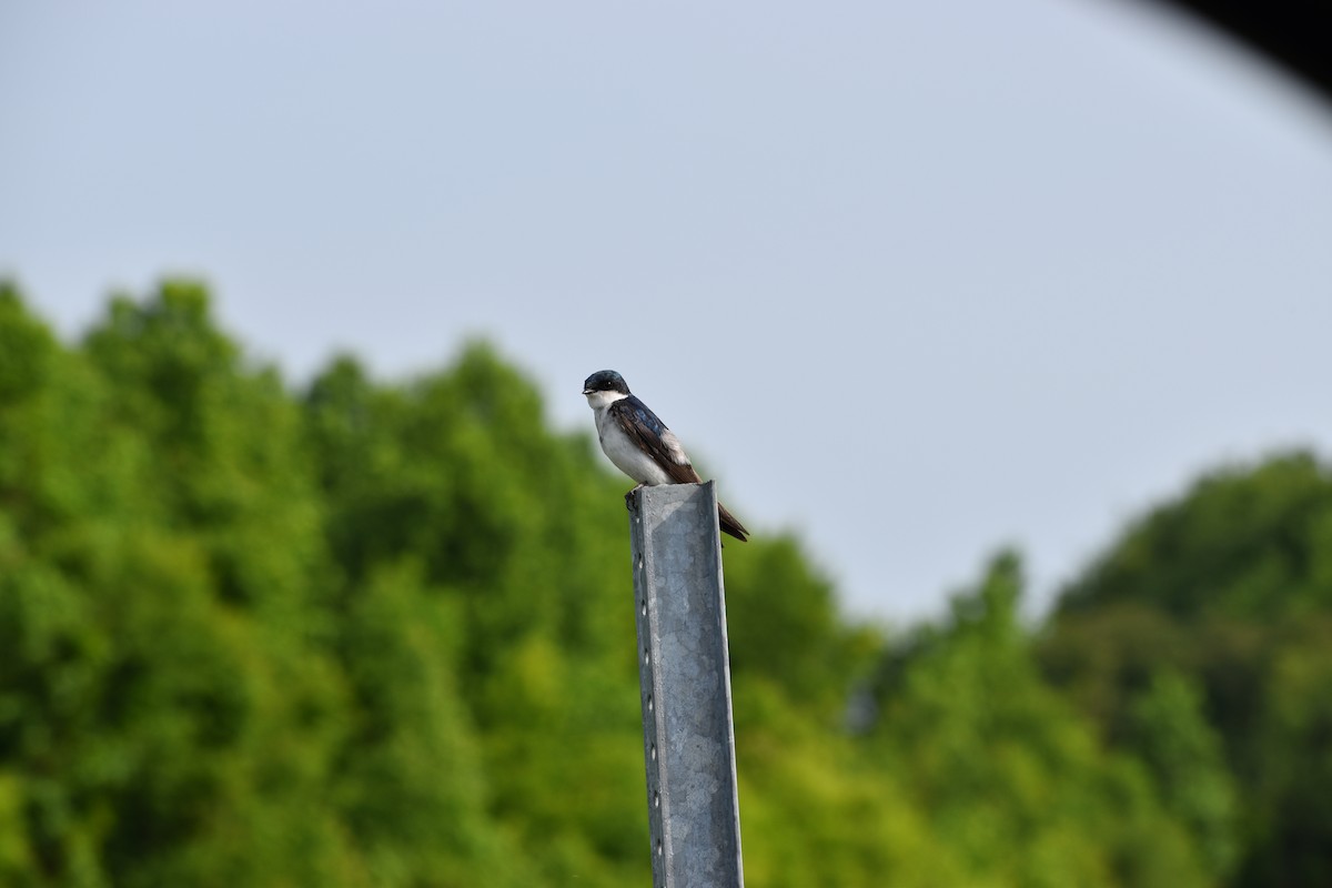 Tree Swallow - ML637227445