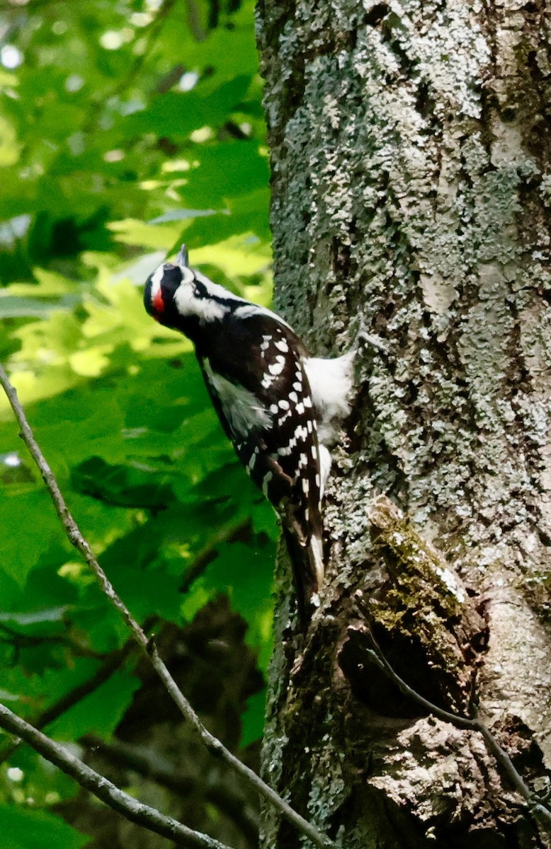Hairy Woodpecker - ML637227579