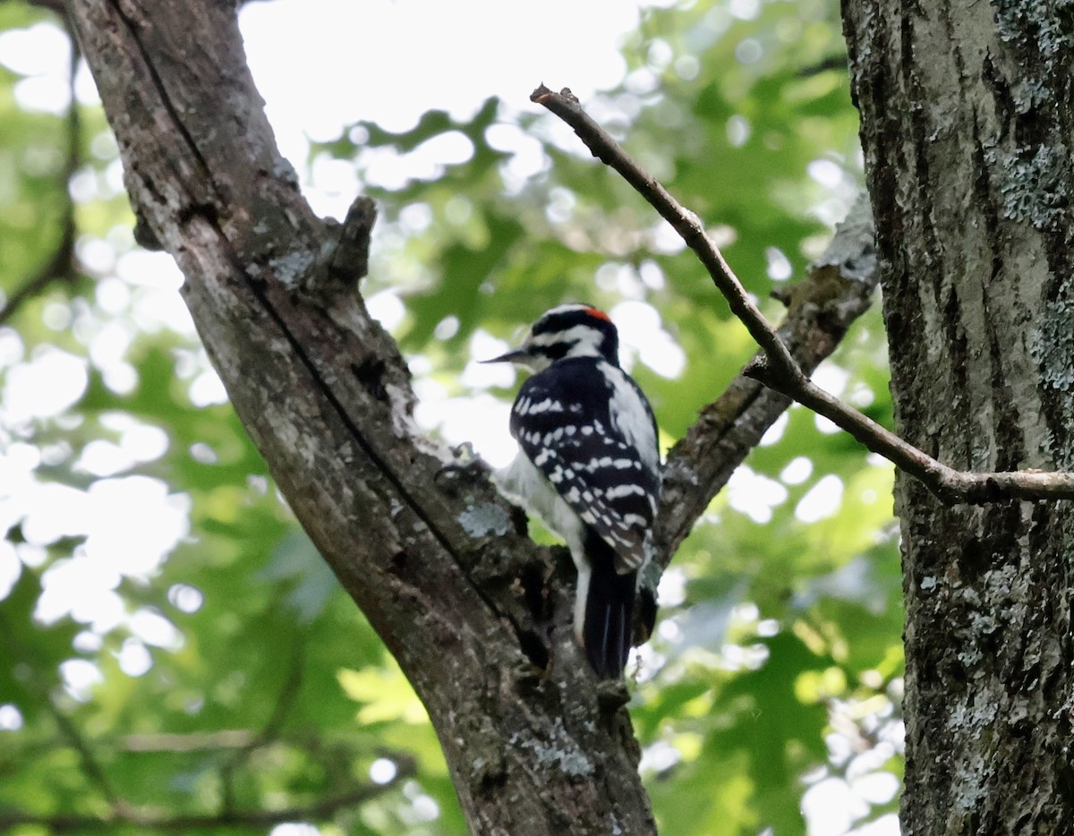 Hairy Woodpecker - ML637227581