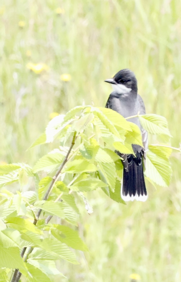Eastern Kingbird - ML637227599