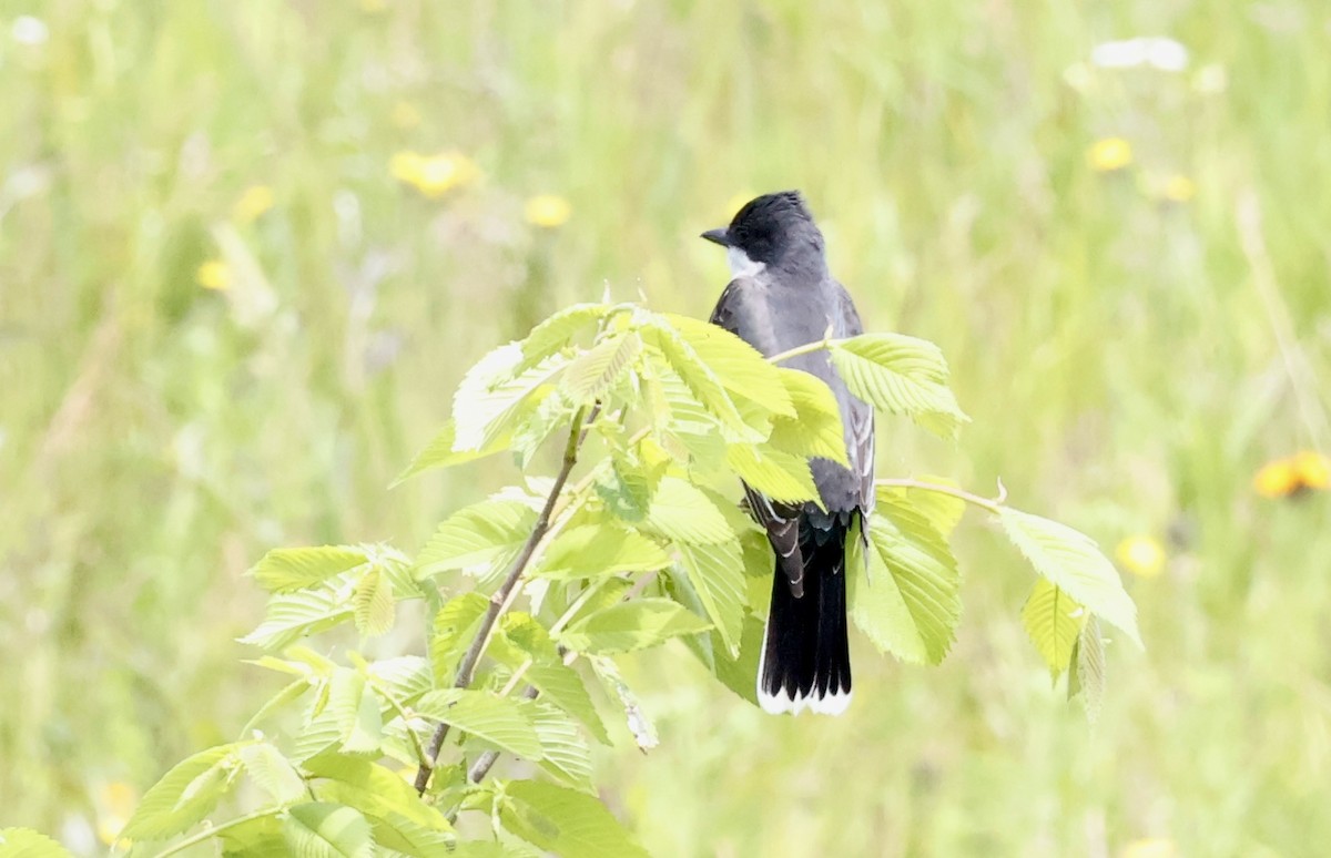 Eastern Kingbird - ML637227600