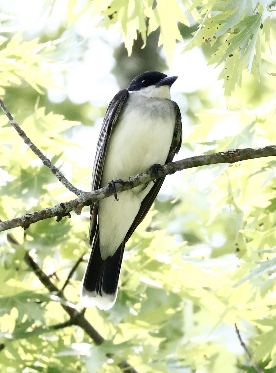 Eastern Kingbird - ML637227601