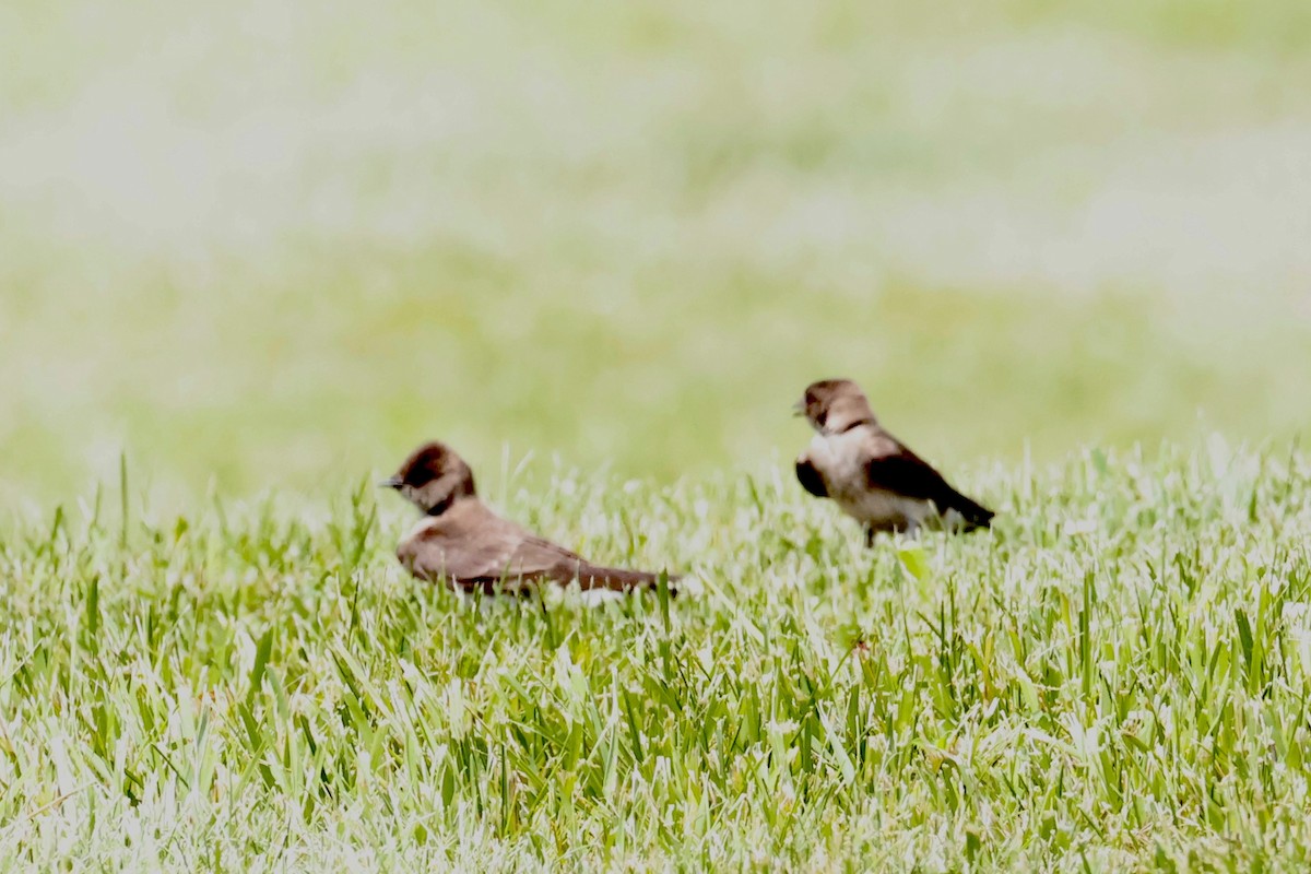 Northern Rough-winged Swallow - ML637227650