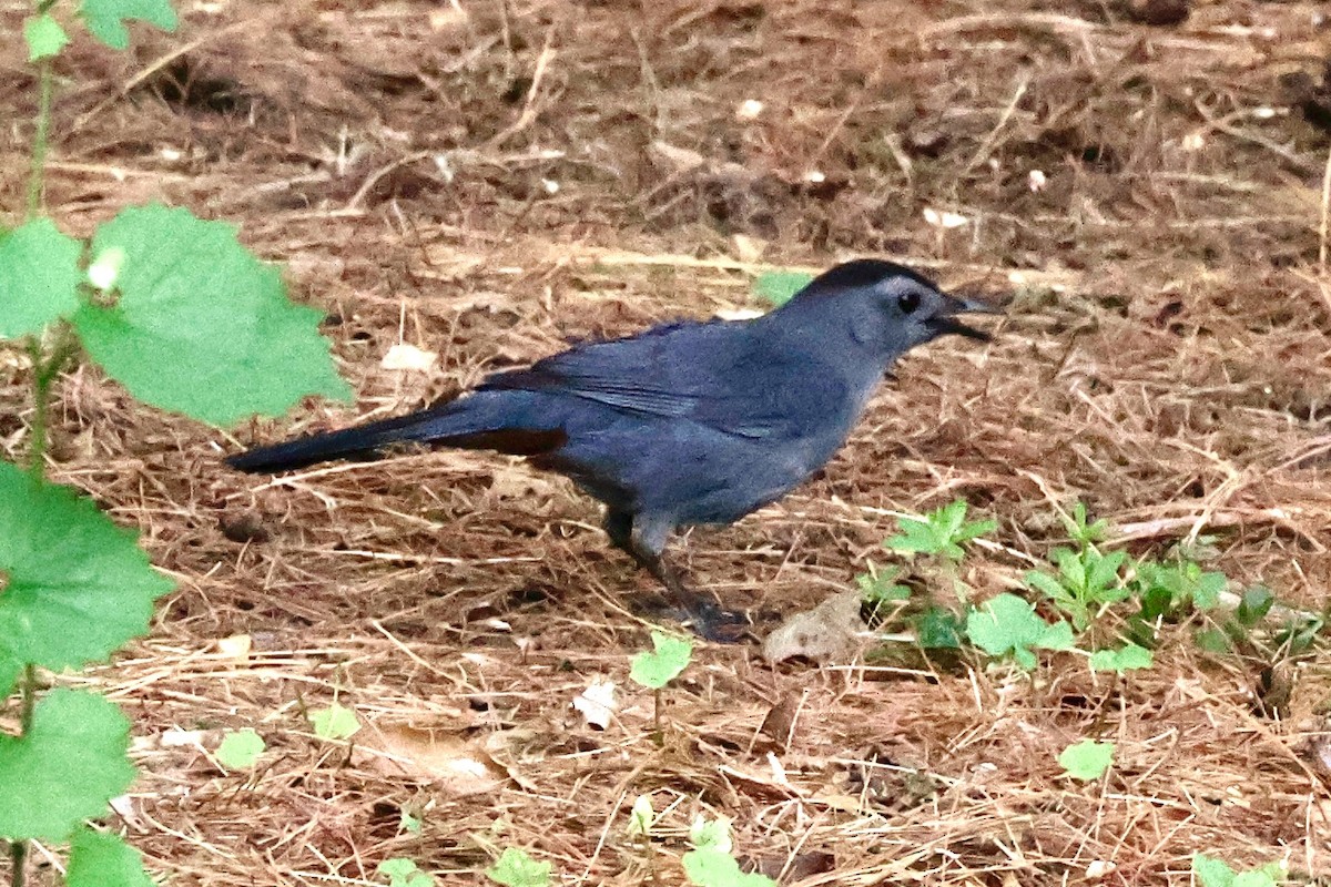 Gray Catbird - ML637227654