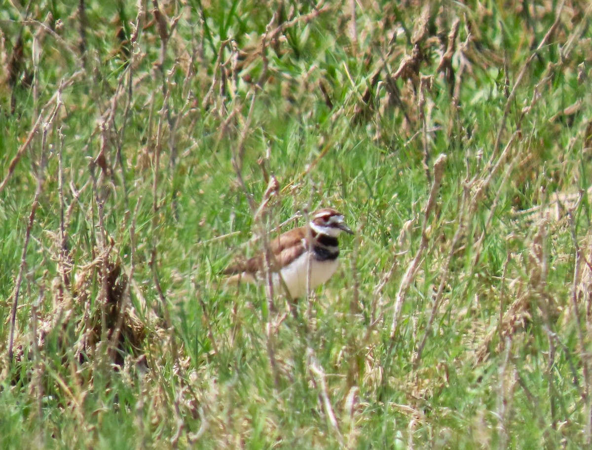 Killdeer - ML637227655