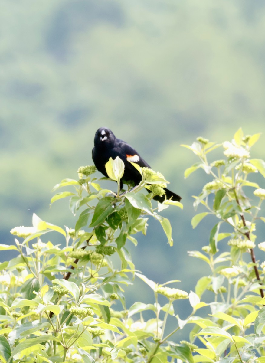 Red-winged Blackbird - ML637227664