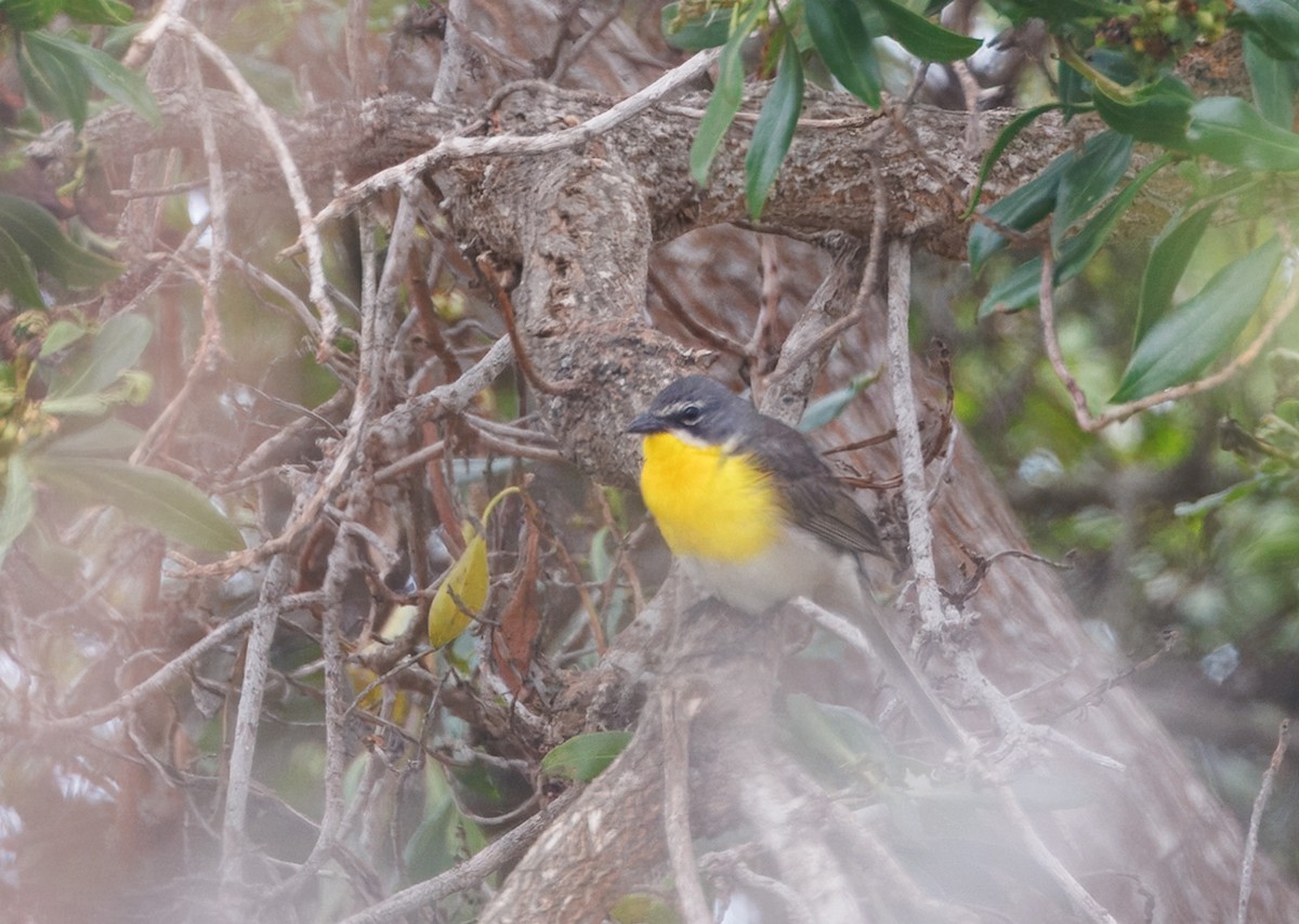 Yellow-breasted Chat - ML637227709