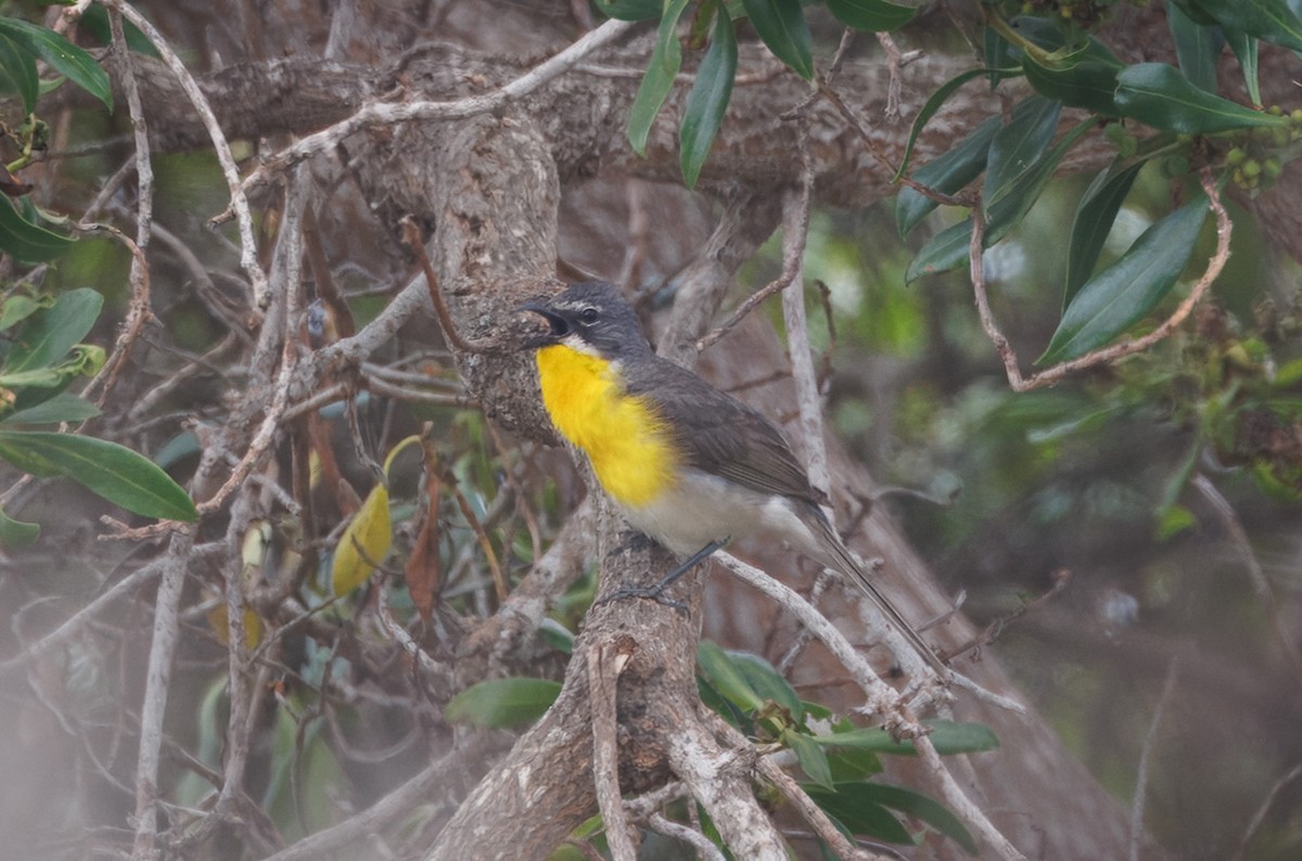 Yellow-breasted Chat - ML637227714