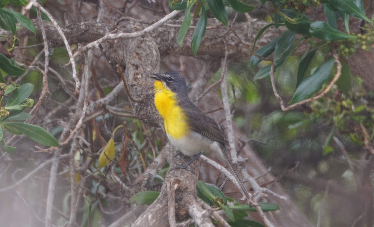 Yellow-breasted Chat - ML637227724