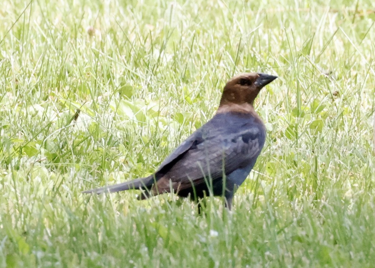 Brown-headed Cowbird - ML637227726