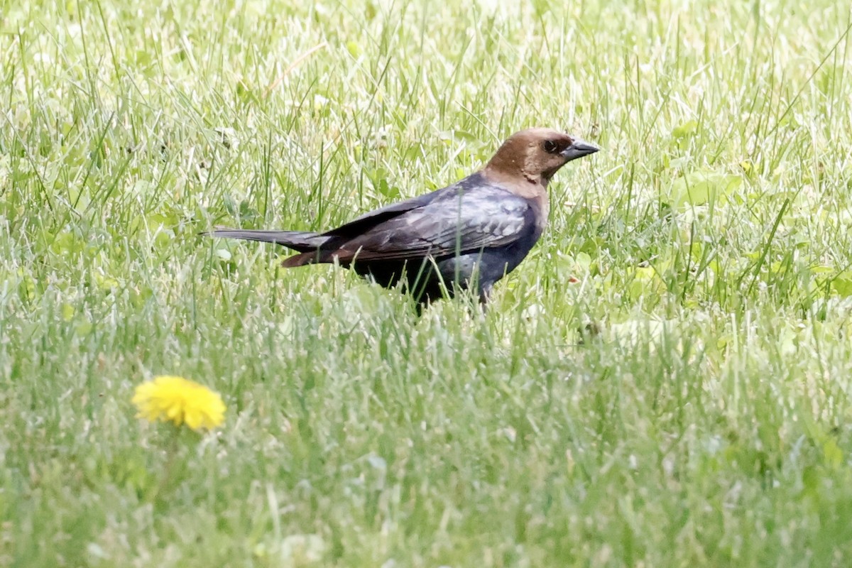 Brown-headed Cowbird - ML637227727
