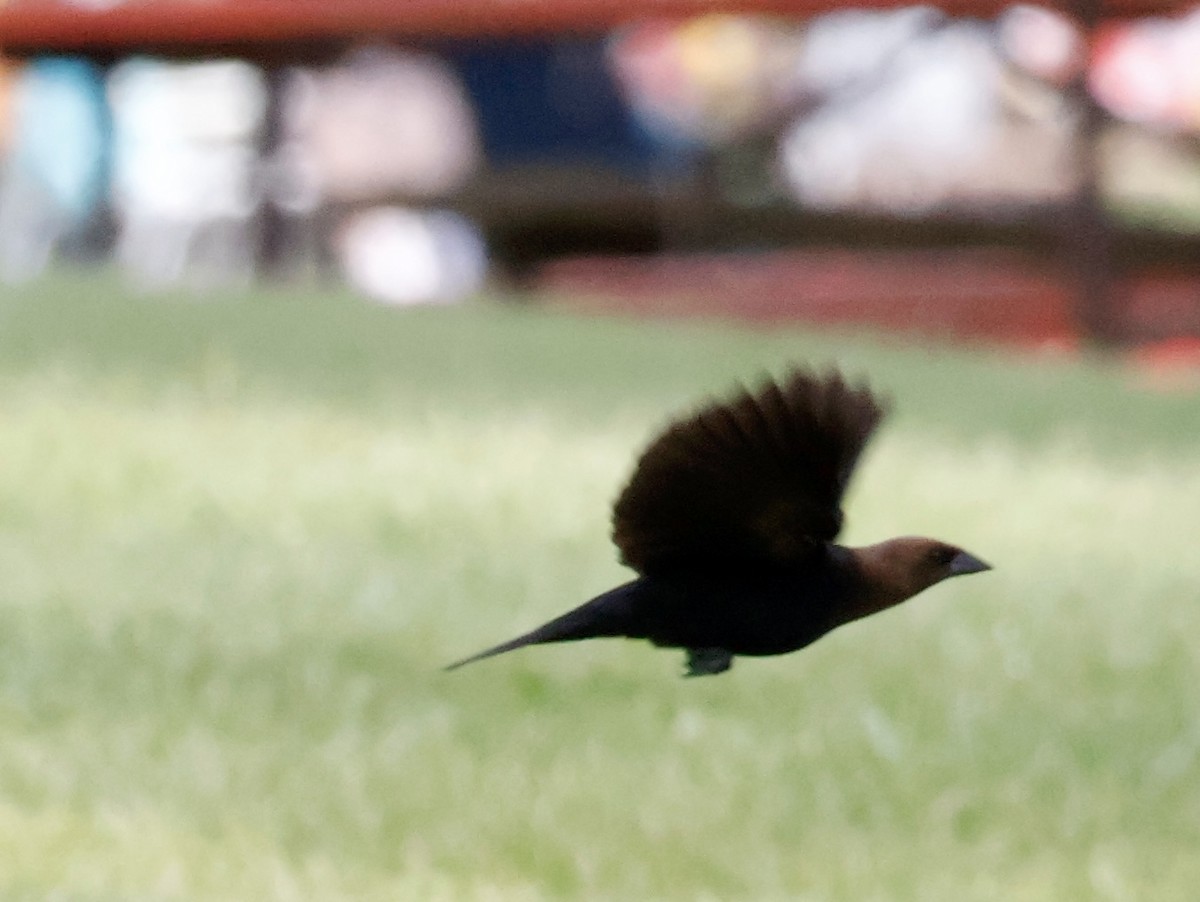 Brown-headed Cowbird - ML637227728
