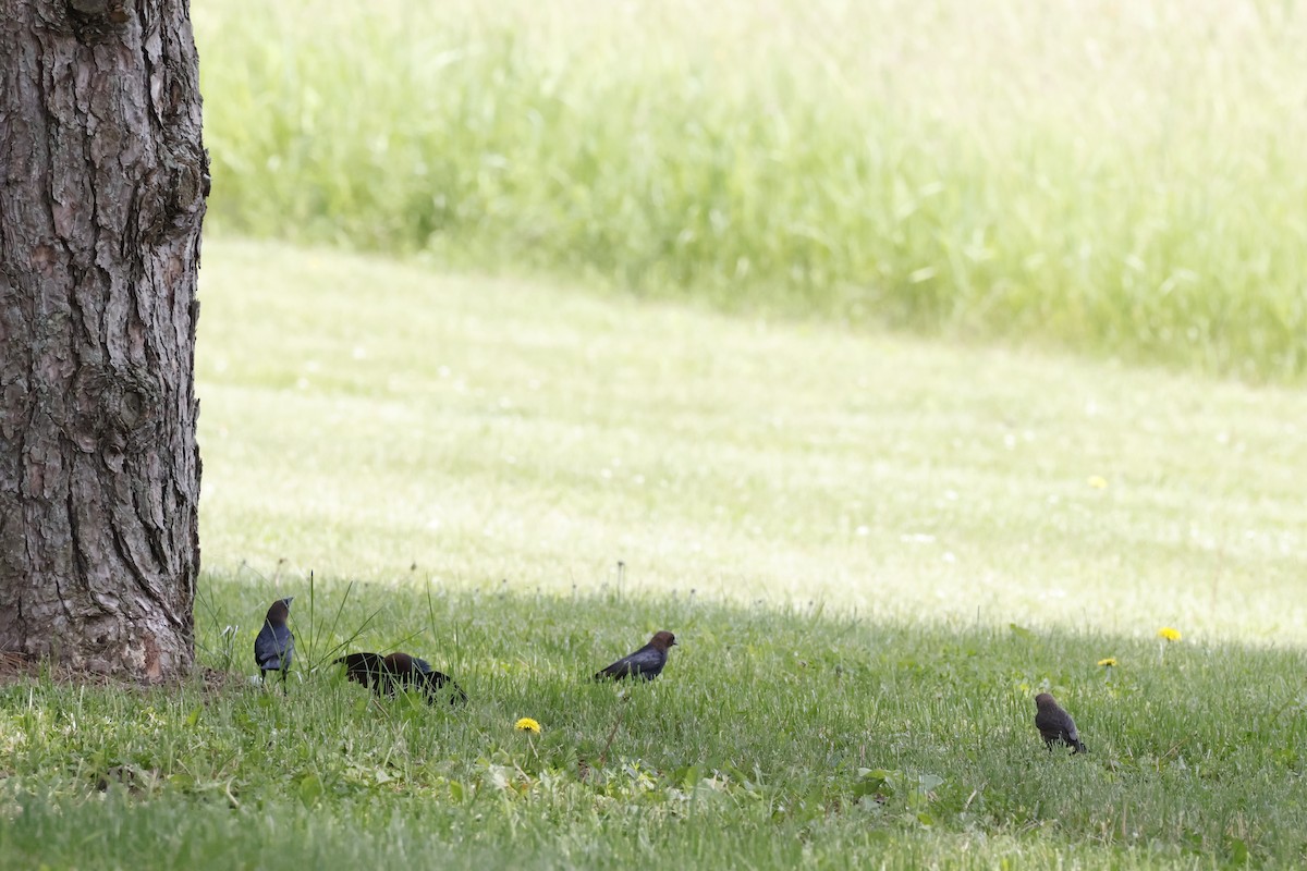 Brown-headed Cowbird - ML637227729
