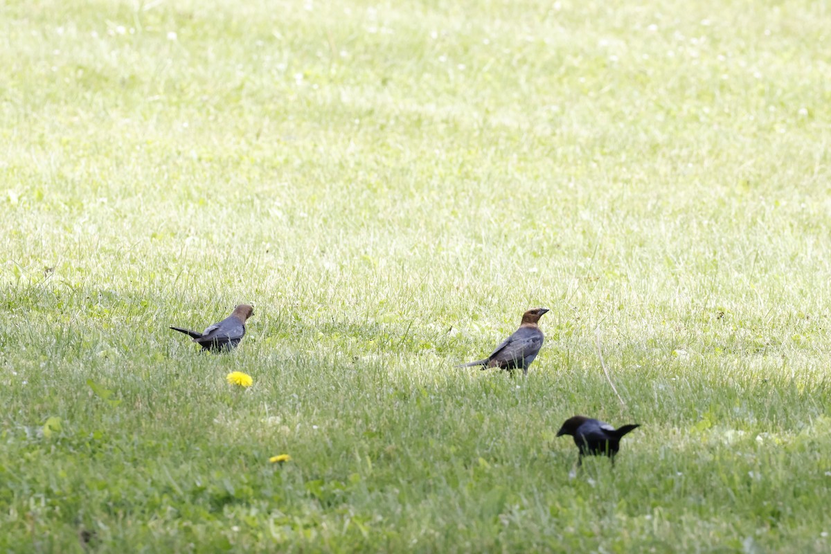 Brown-headed Cowbird - ML637227730