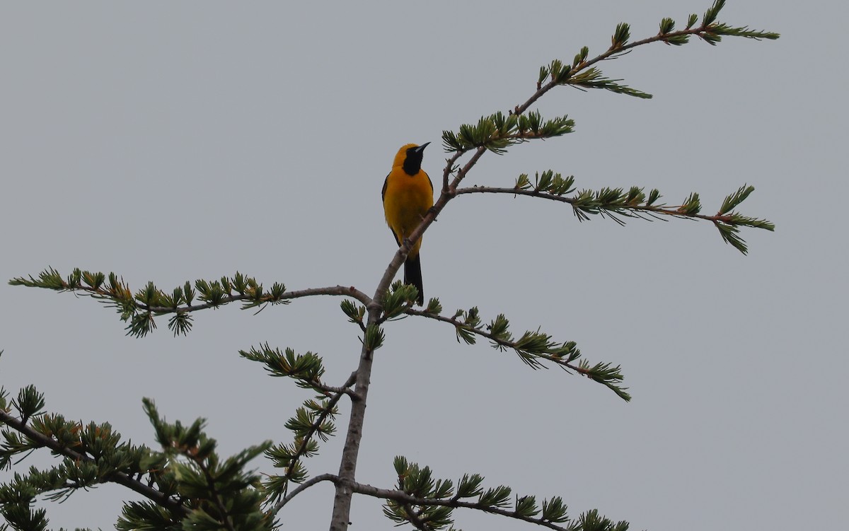 Hooded Oriole - ML637227740