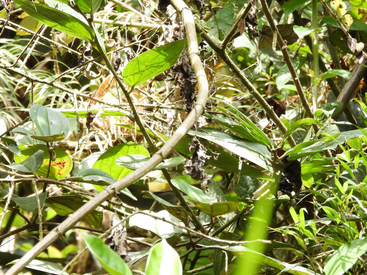 Tangara à calotte noire - ML637227796