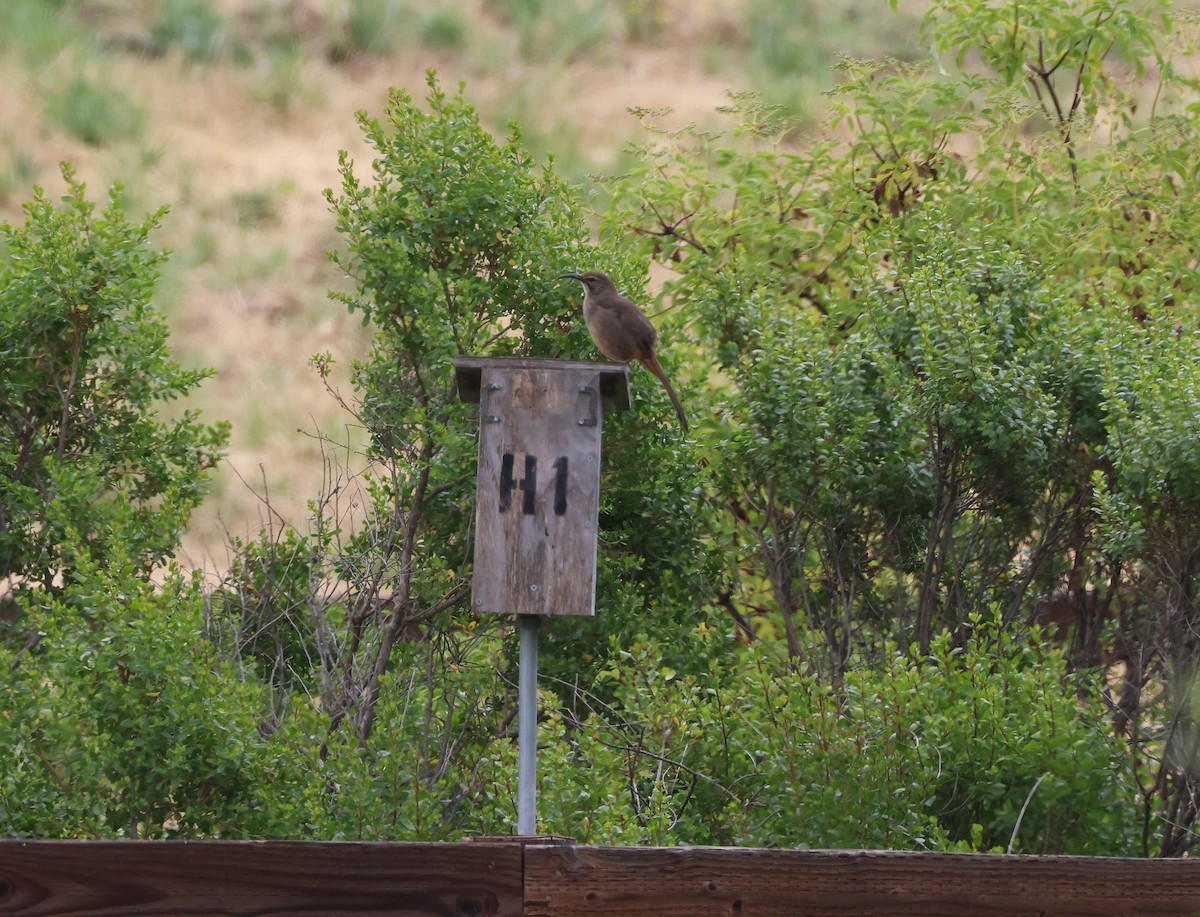 California Thrasher - ML637227834