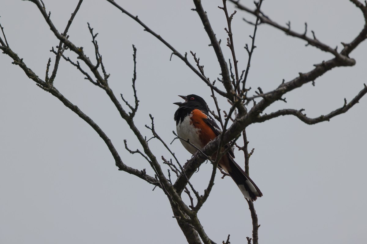 Spotted Towhee - ML637227854