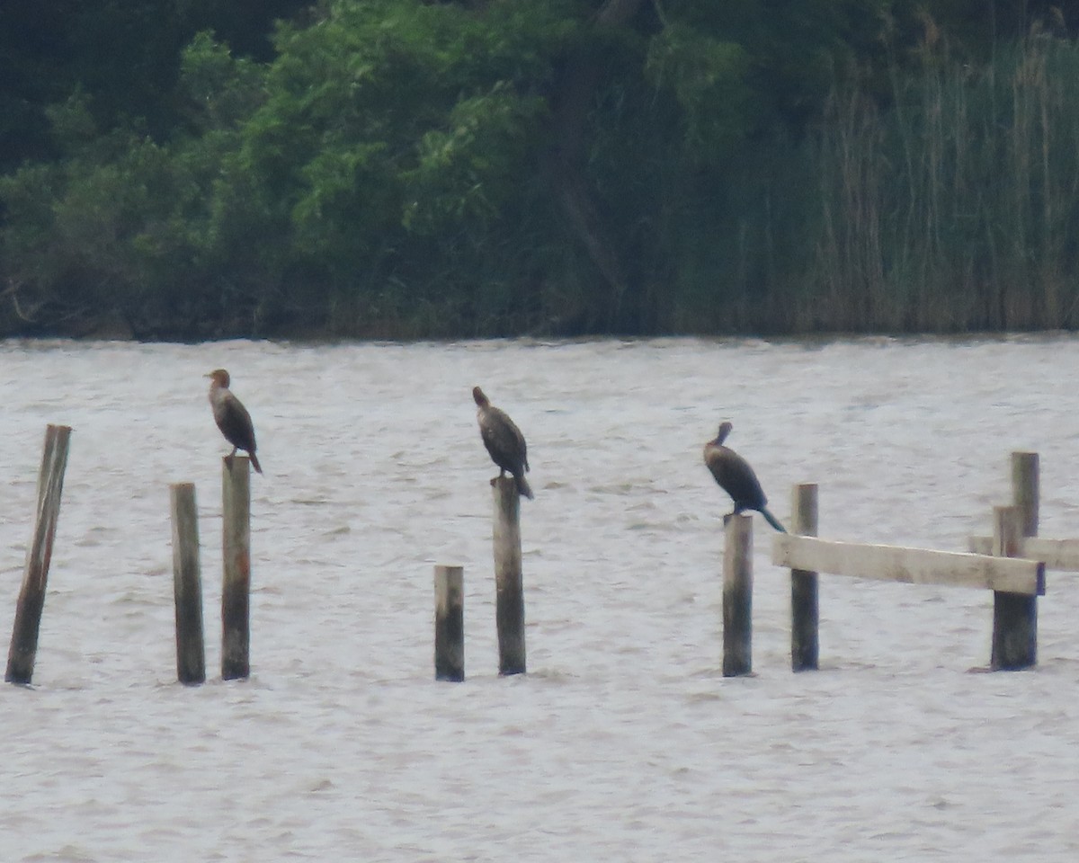 Double-crested Cormorant - ML637227861