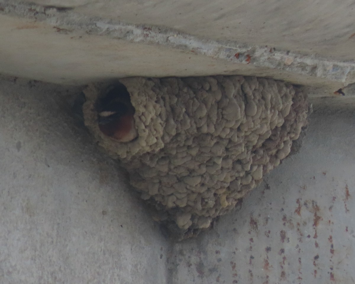 Cliff Swallow - ML637227897
