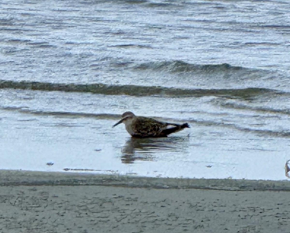 White-rumped Sandpiper - ML637227898