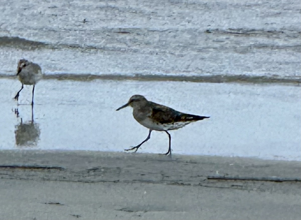 White-rumped Sandpiper - ML637227899