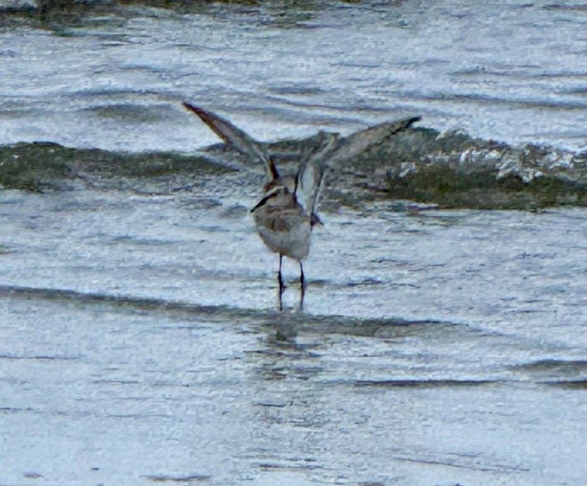 White-rumped Sandpiper - ML637227900
