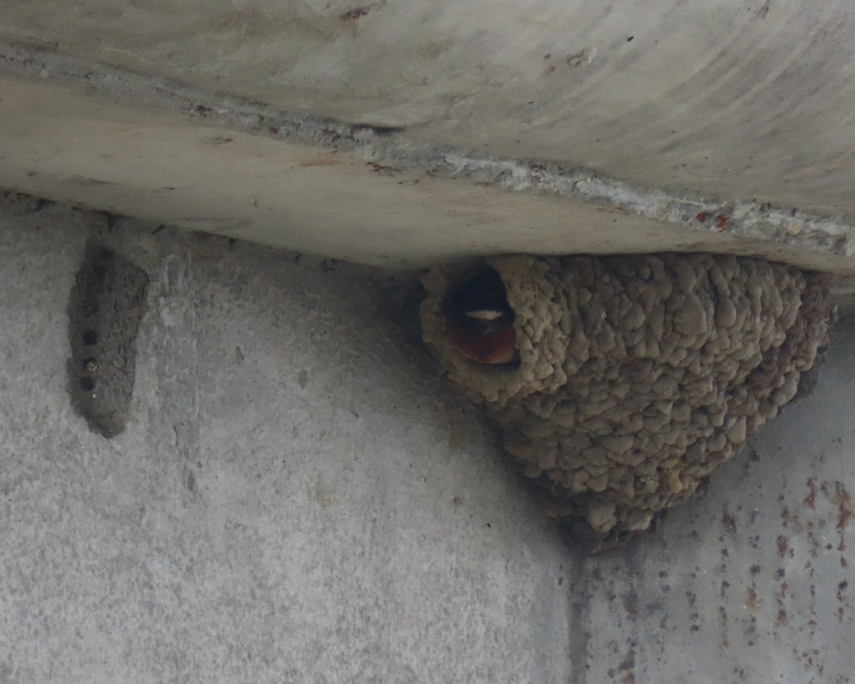 Cliff Swallow - ML637227901