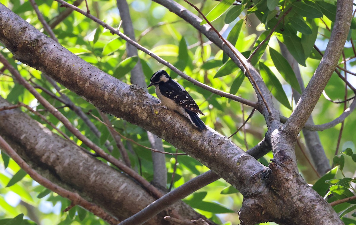Downy Woodpecker - ML637227963