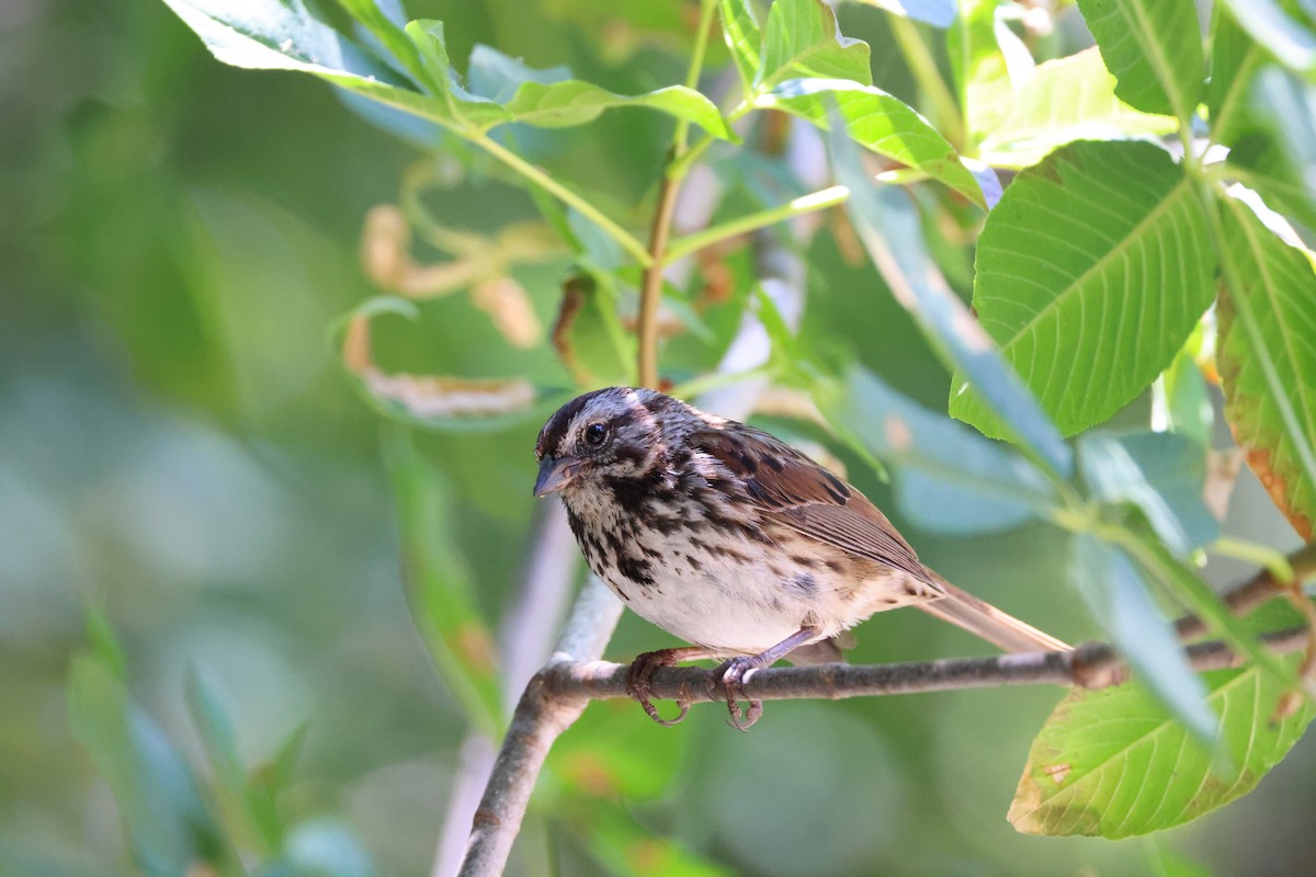 Song Sparrow - ML637227980