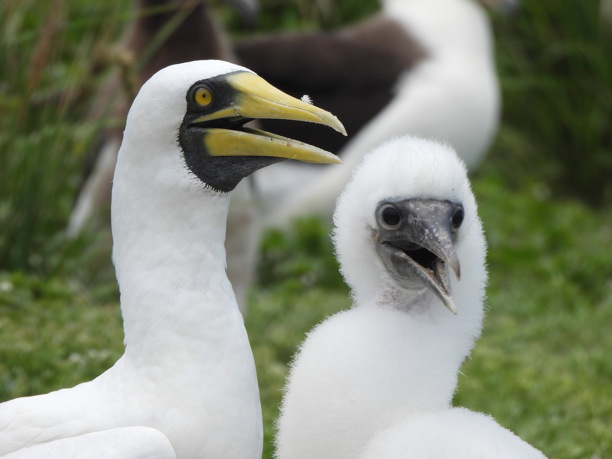 Masked Booby - Nicholas Minnich