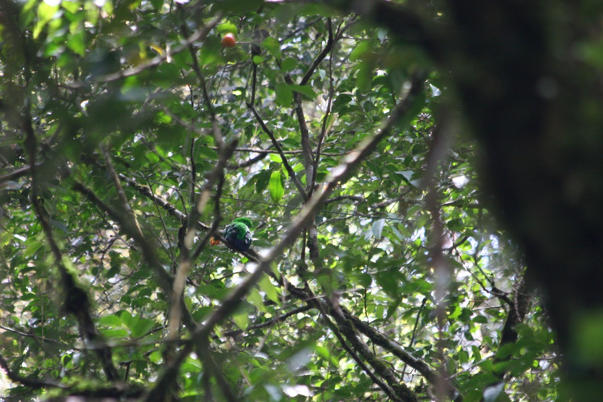 Whitehead's Broadbill - ML637228054