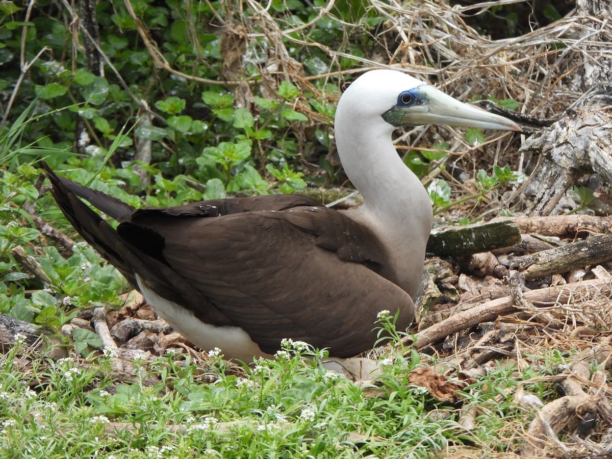 Cocos Booby (Brewster's) - ML637228111