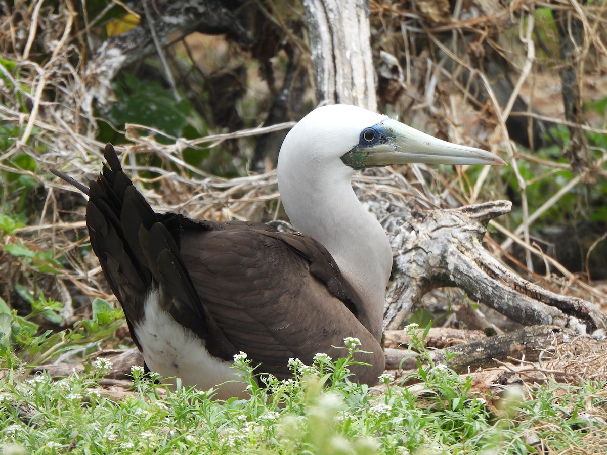 Cocos Booby (Brewster's) - ML637228119