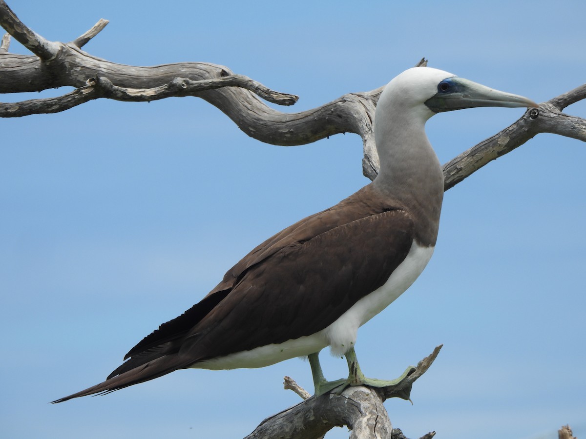 Cocos Booby (Brewster's) - ML637228138