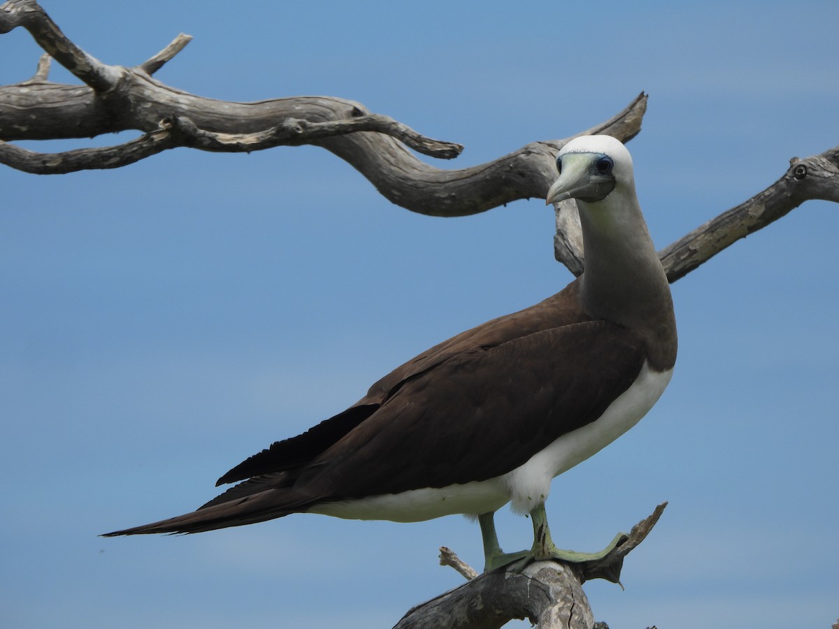 Cocos Booby (Brewster's) - ML637228143