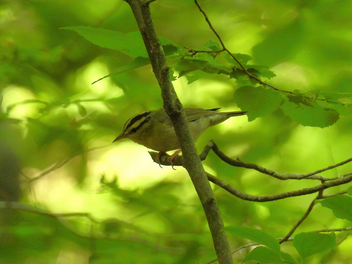 Worm-eating Warbler - ML637228241