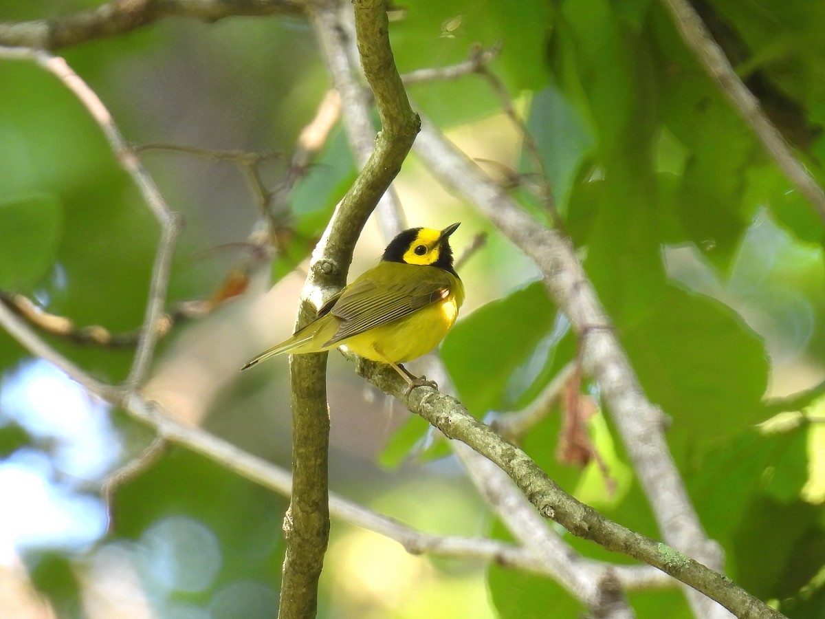 Hooded Warbler - ML637228245