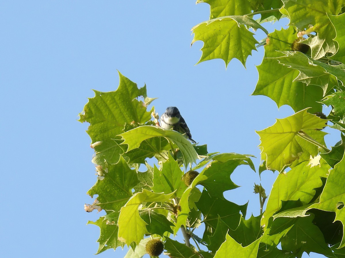 Cerulean Warbler - ML637228251