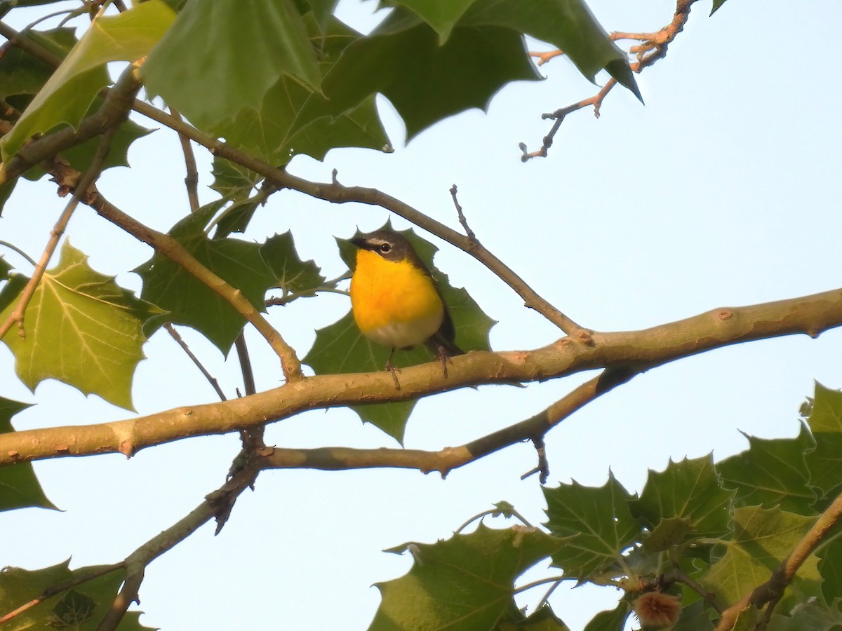 Yellow-breasted Chat - ML637228269