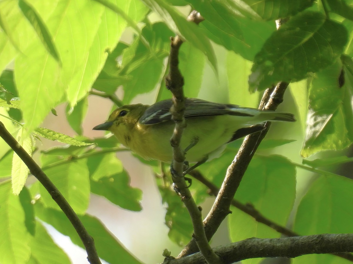 Yellow-throated Vireo - ML637228276