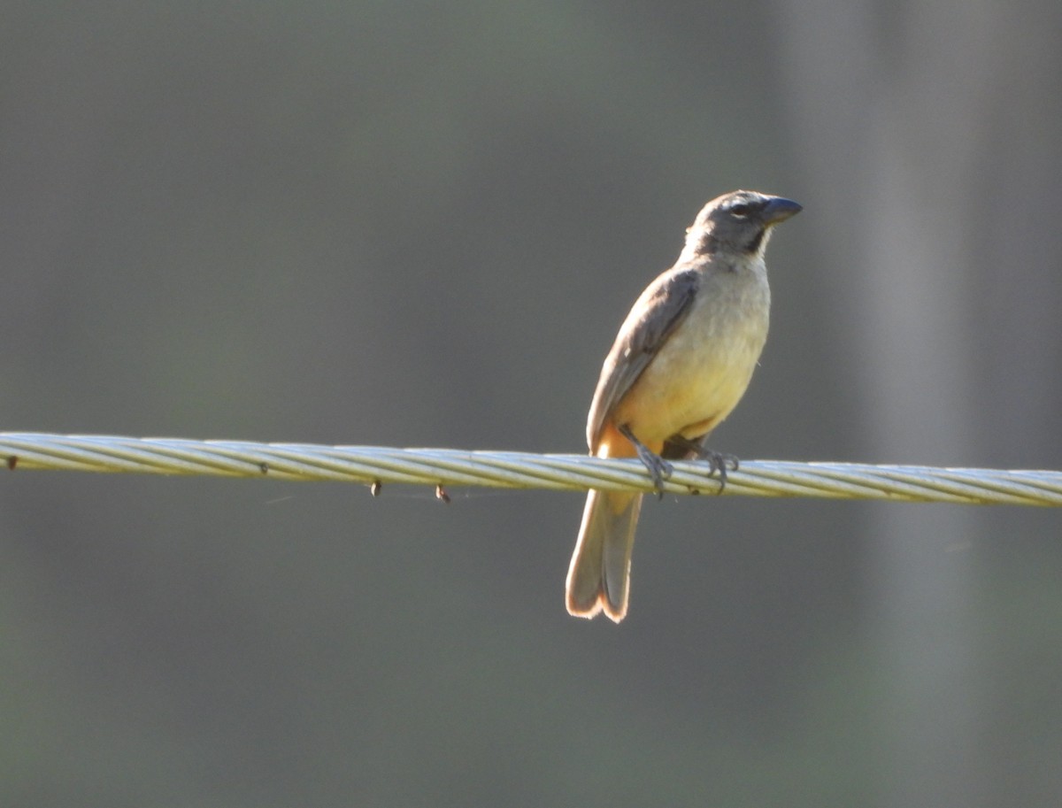 Olive-gray Saltator - ML637228296