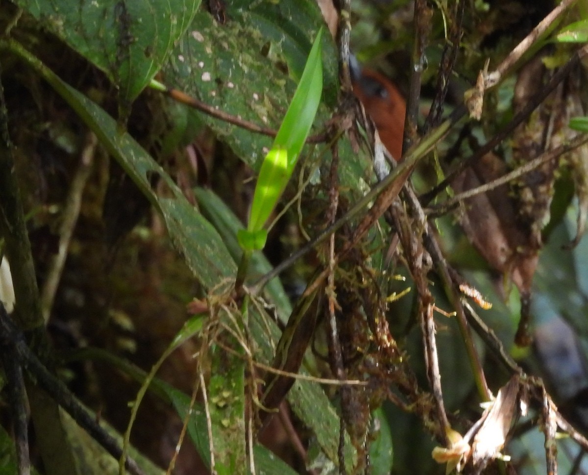 Rufous Spinetail - ML637228313