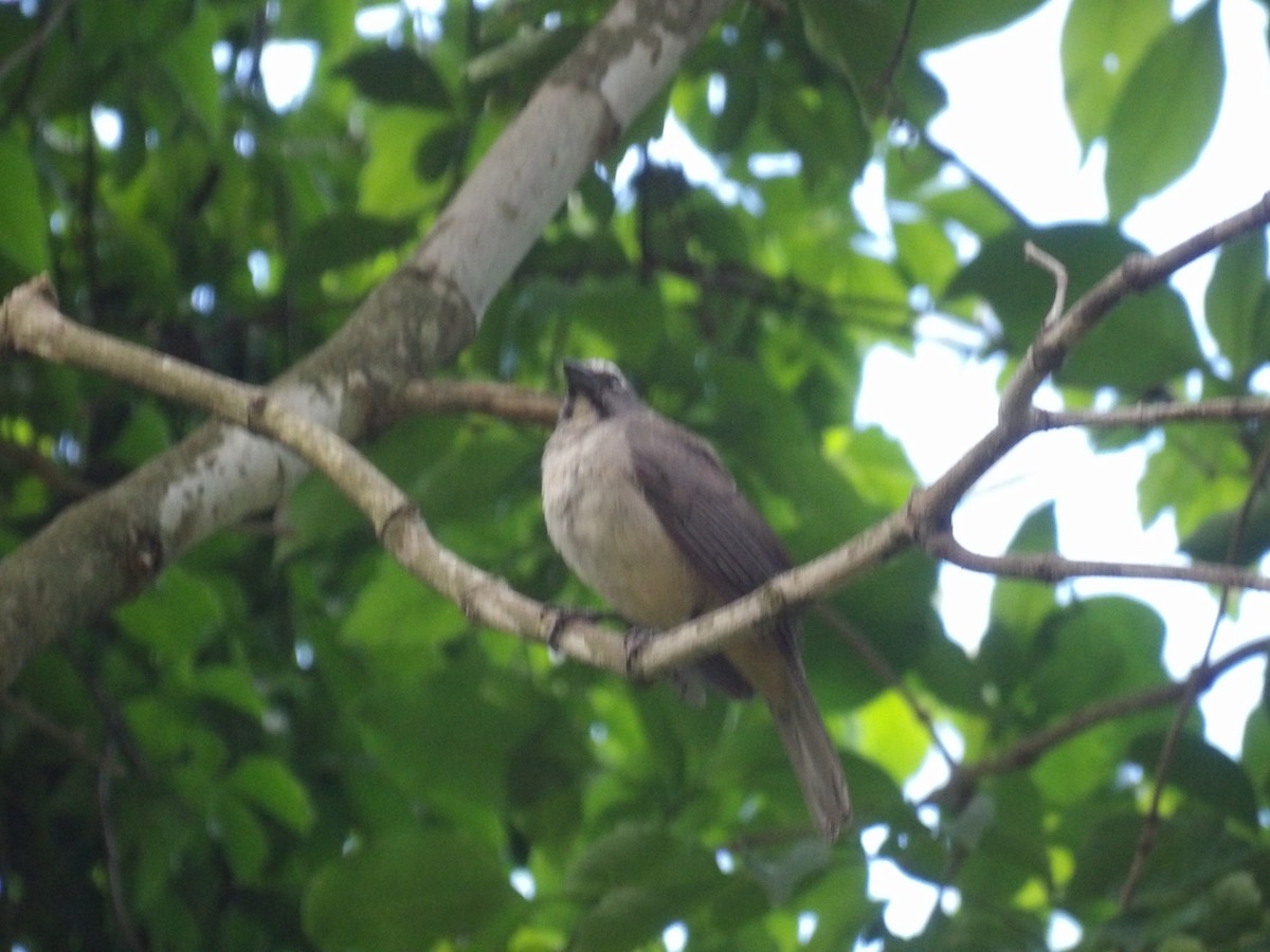 Olive-gray Saltator - ML637228431