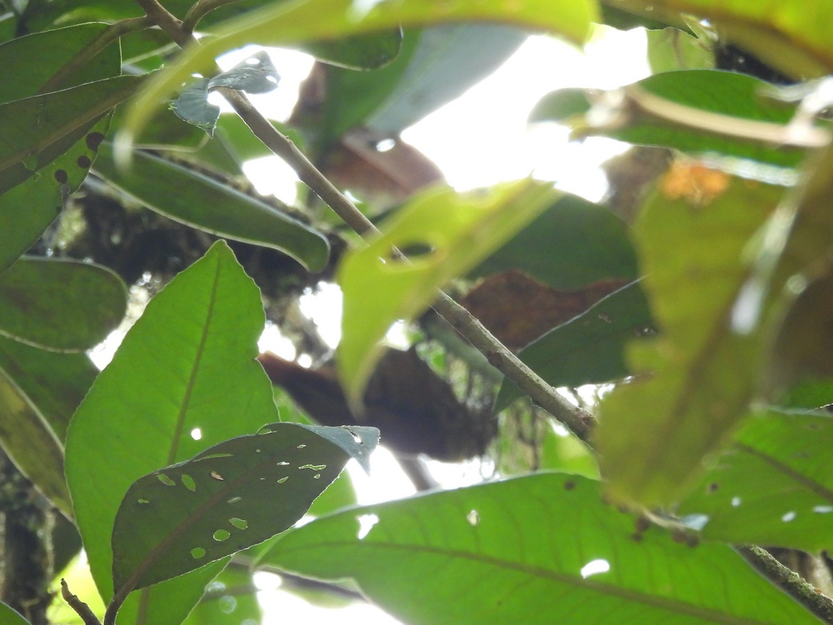 Olive-backed Woodcreeper - ML637228446